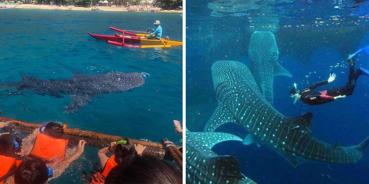 whale-shark-watching.jpg