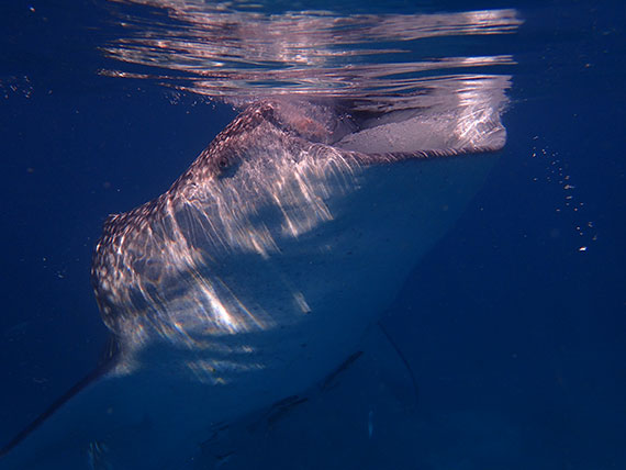 whale shark watching tour oslob cebu