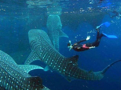 whale-watching-oslob